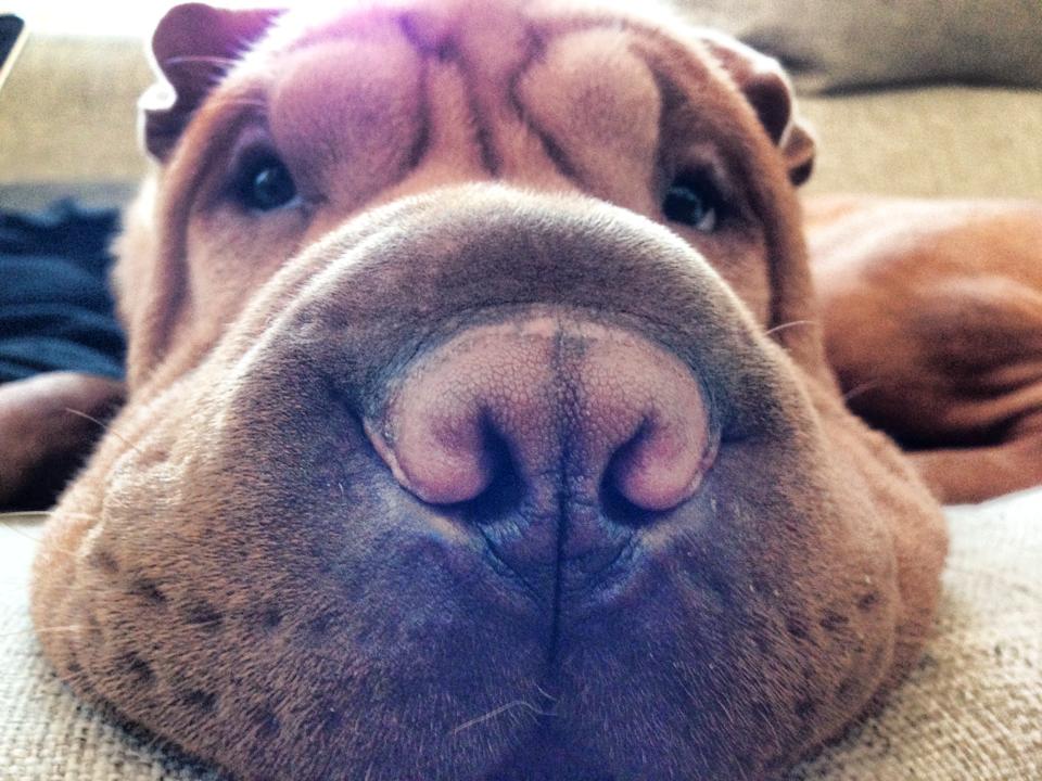 Shar pei Fussi billede 5