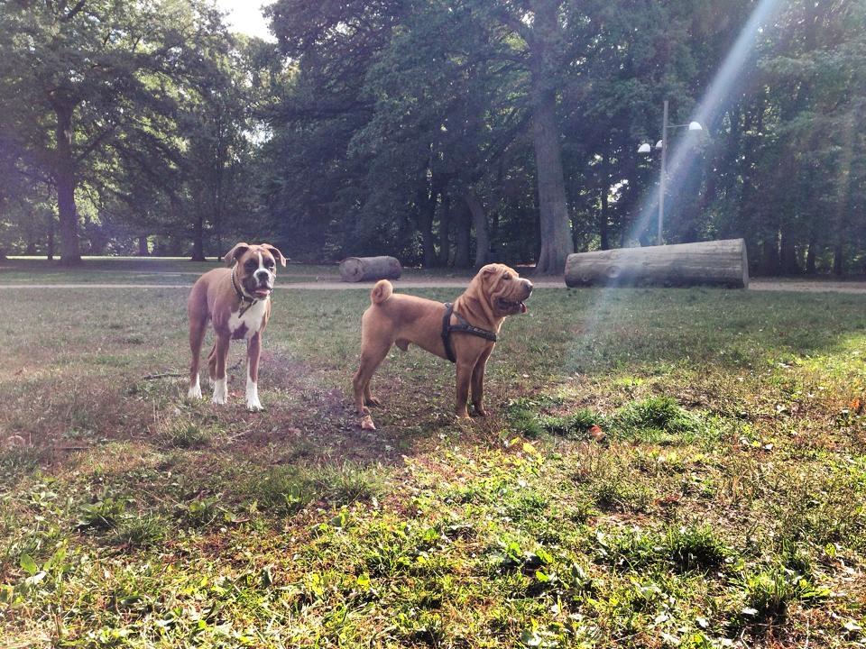 Shar pei Fussi billede 6