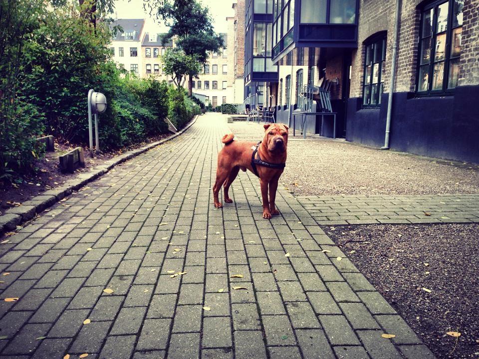 Shar pei Fussi billede 7