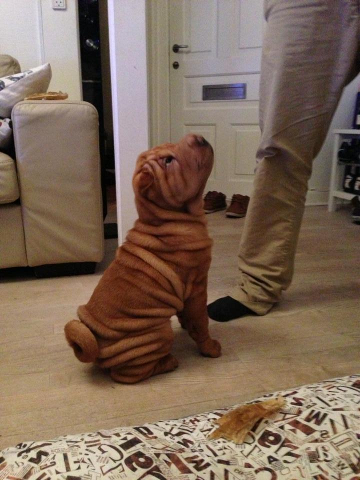 Shar pei Fussi billede 8