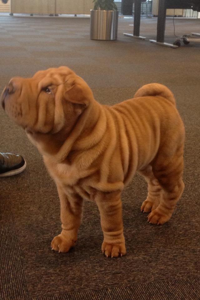 Shar pei Fussi billede 9