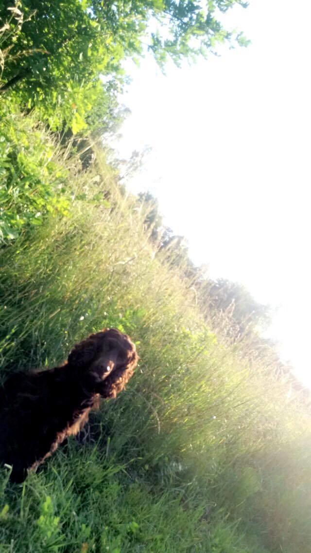 Cocker spaniel Mokka billede 5