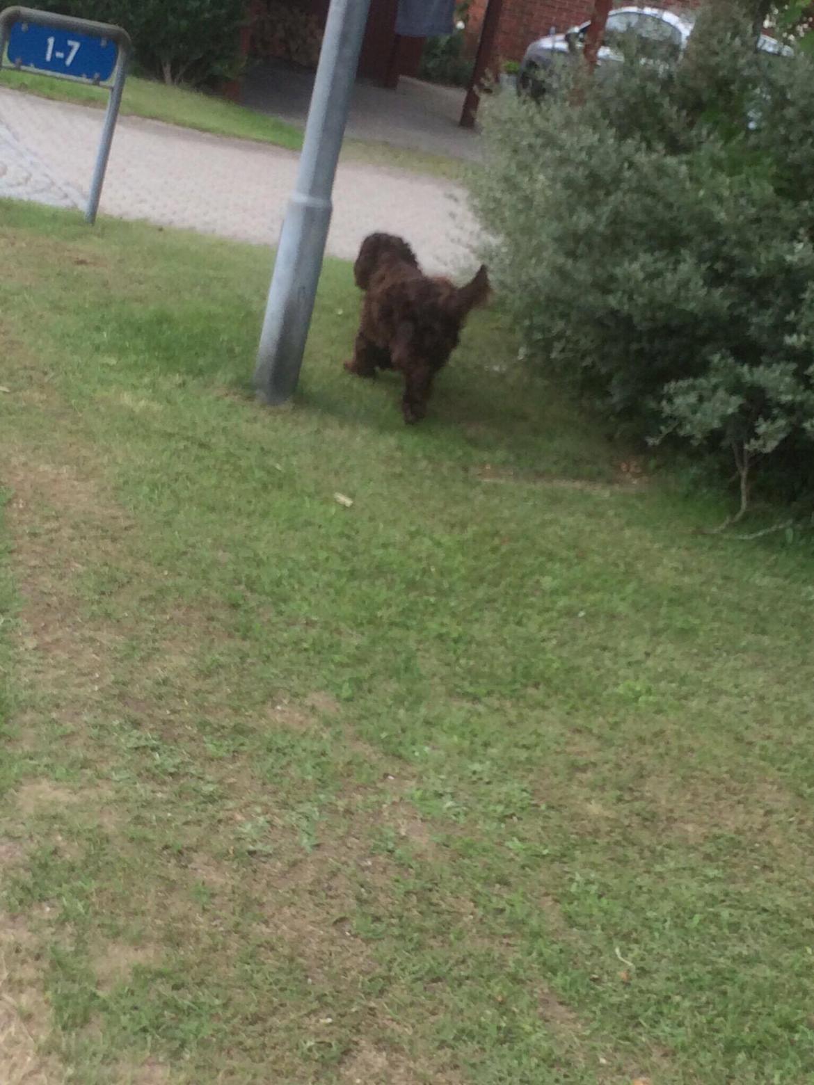 Cocker spaniel Mokka billede 7