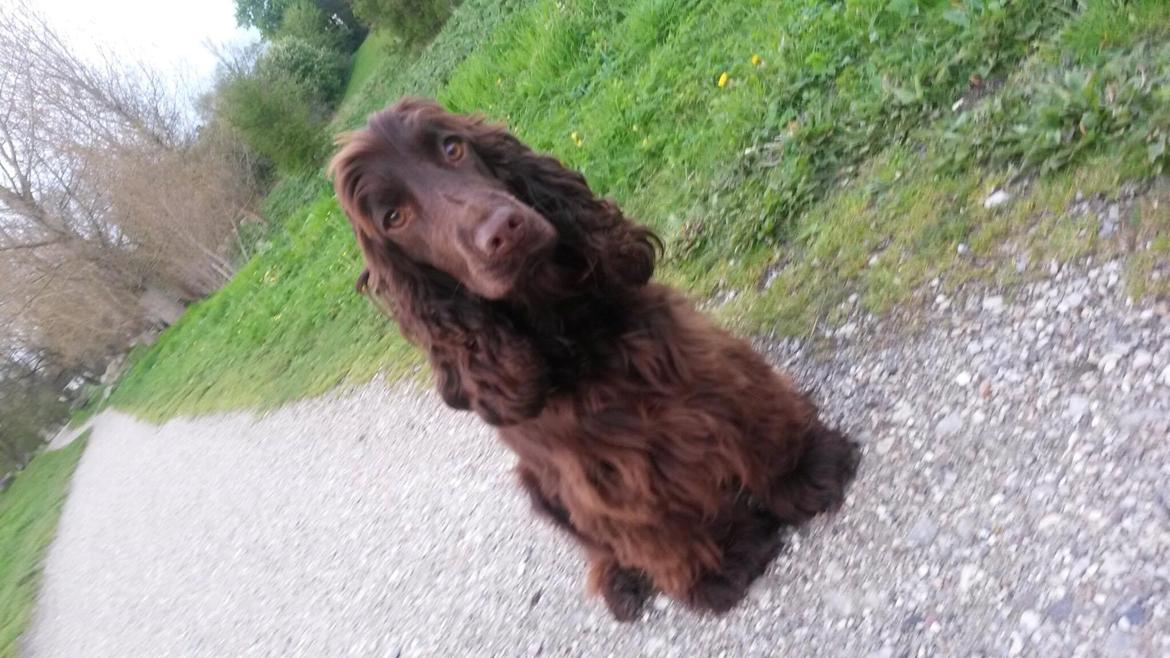 Cocker spaniel Mokka billede 1