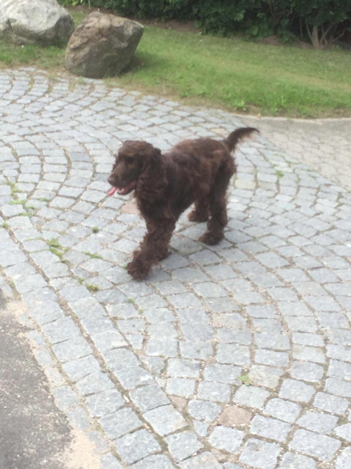 Cocker spaniel Mokka billede 8