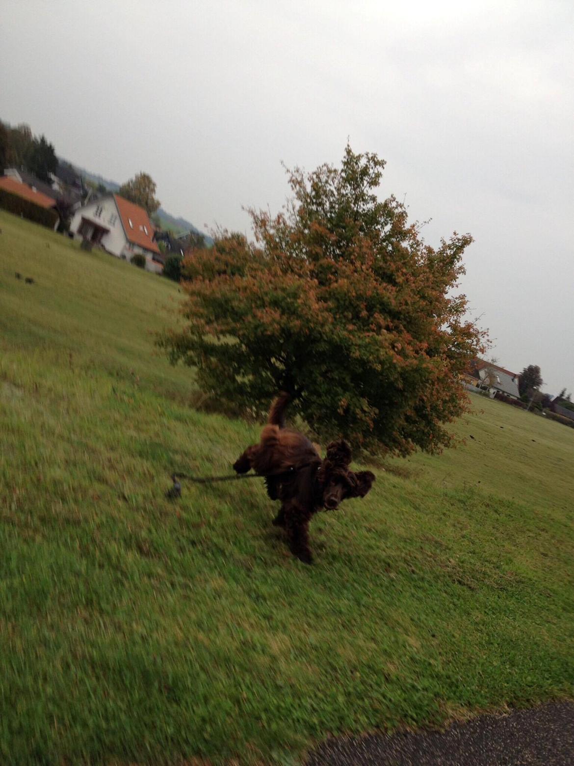 Cocker spaniel Mokka billede 9