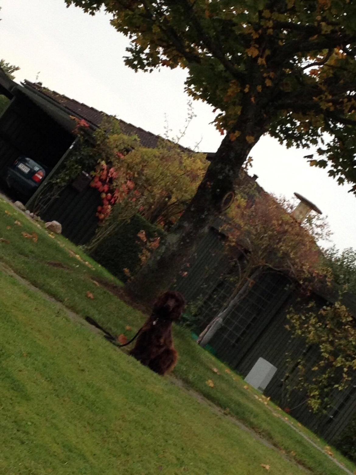 Cocker spaniel Mokka billede 10