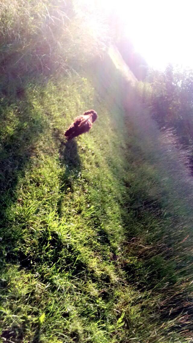 Cocker spaniel Mokka billede 11