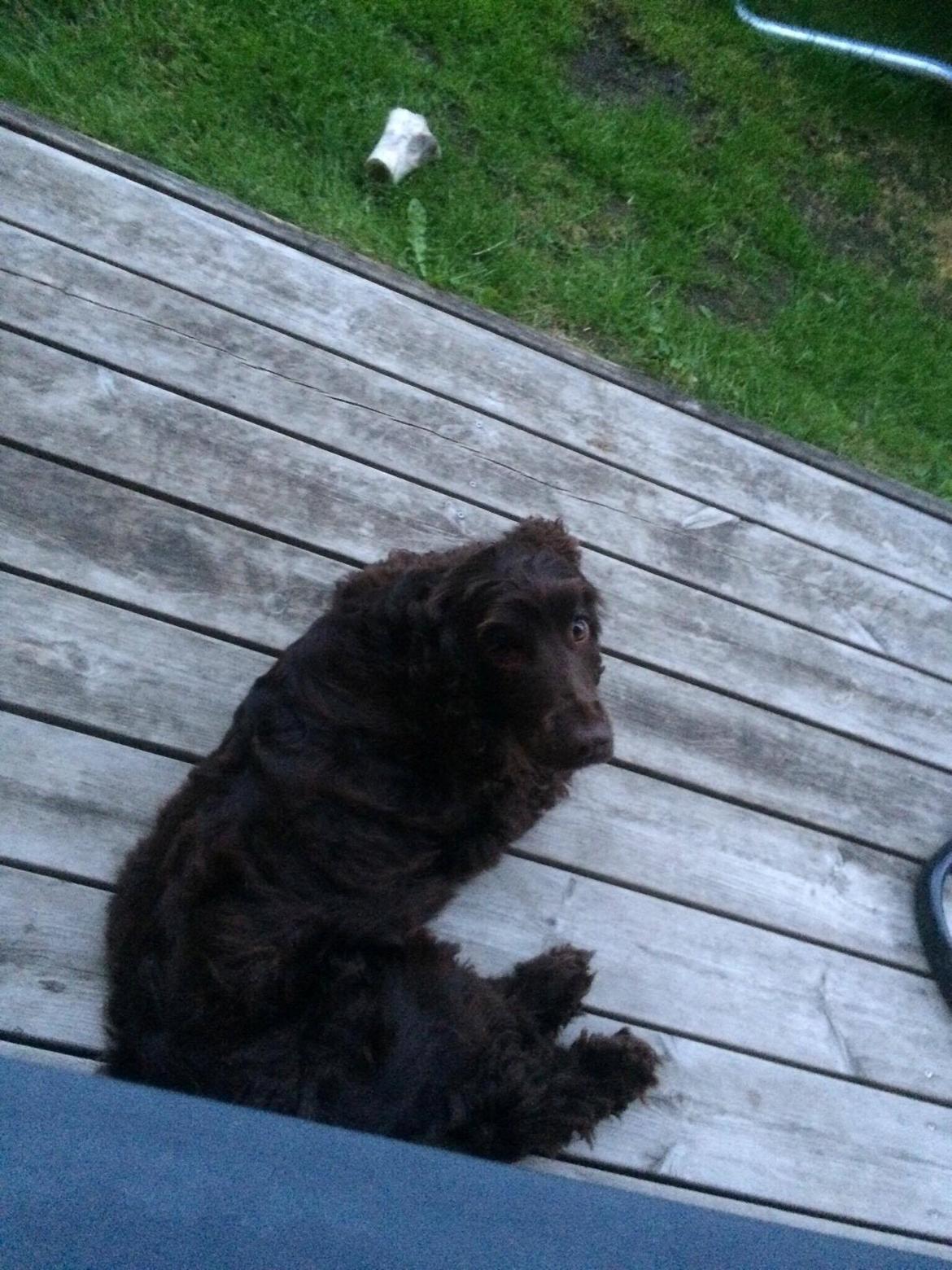 Cocker spaniel Mokka billede 6