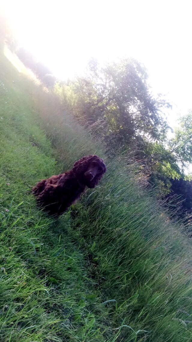Cocker spaniel Mokka billede 13