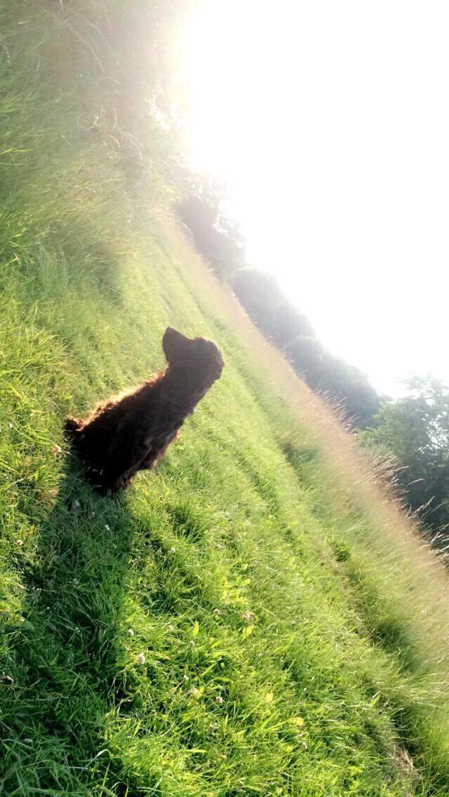 Cocker spaniel Mokka billede 12