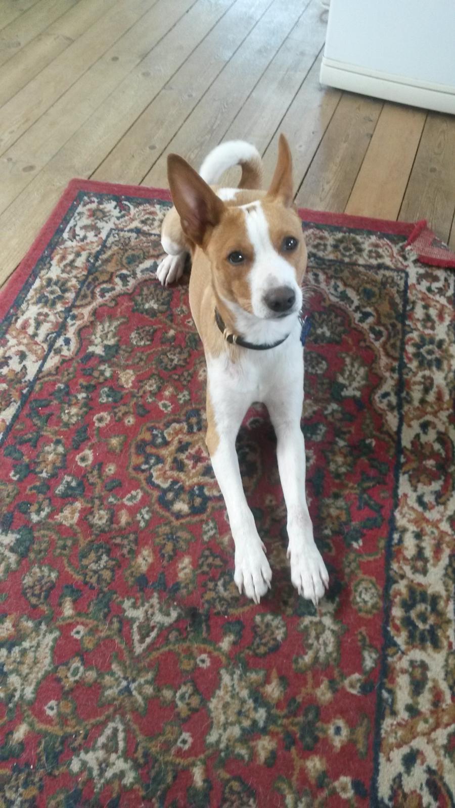 Rat Terrier Solgaards Buddy billede 27