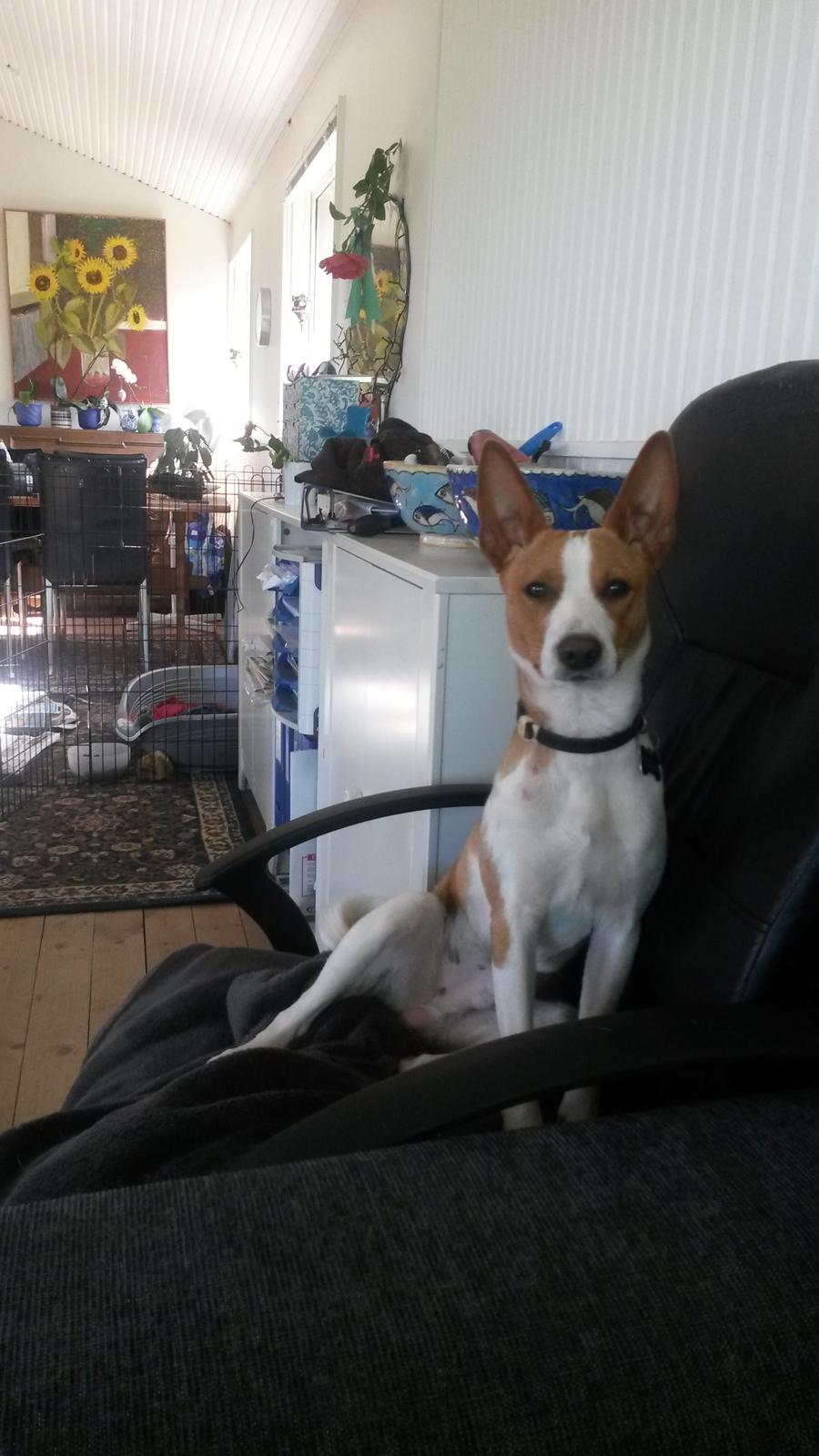 Rat Terrier Solgaards Buddy billede 32