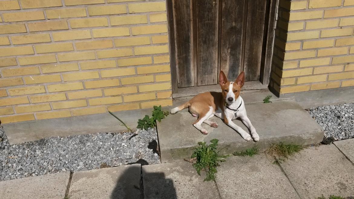 Rat Terrier Solgaards Buddy billede 29