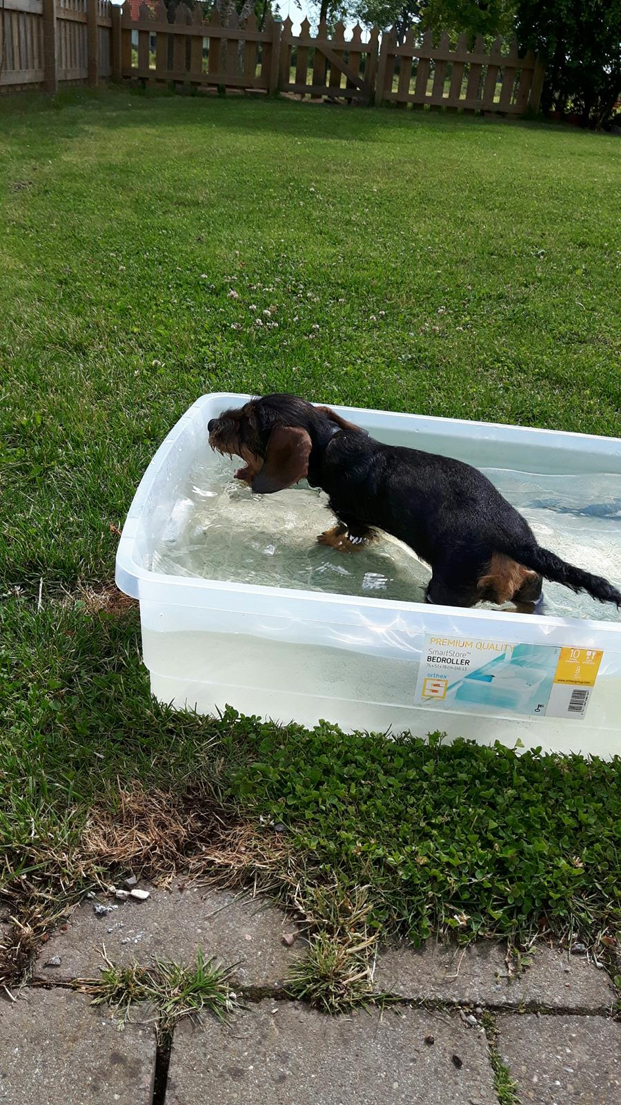 Dværggravhund Agnes. ( Himmelhund ) billede 27