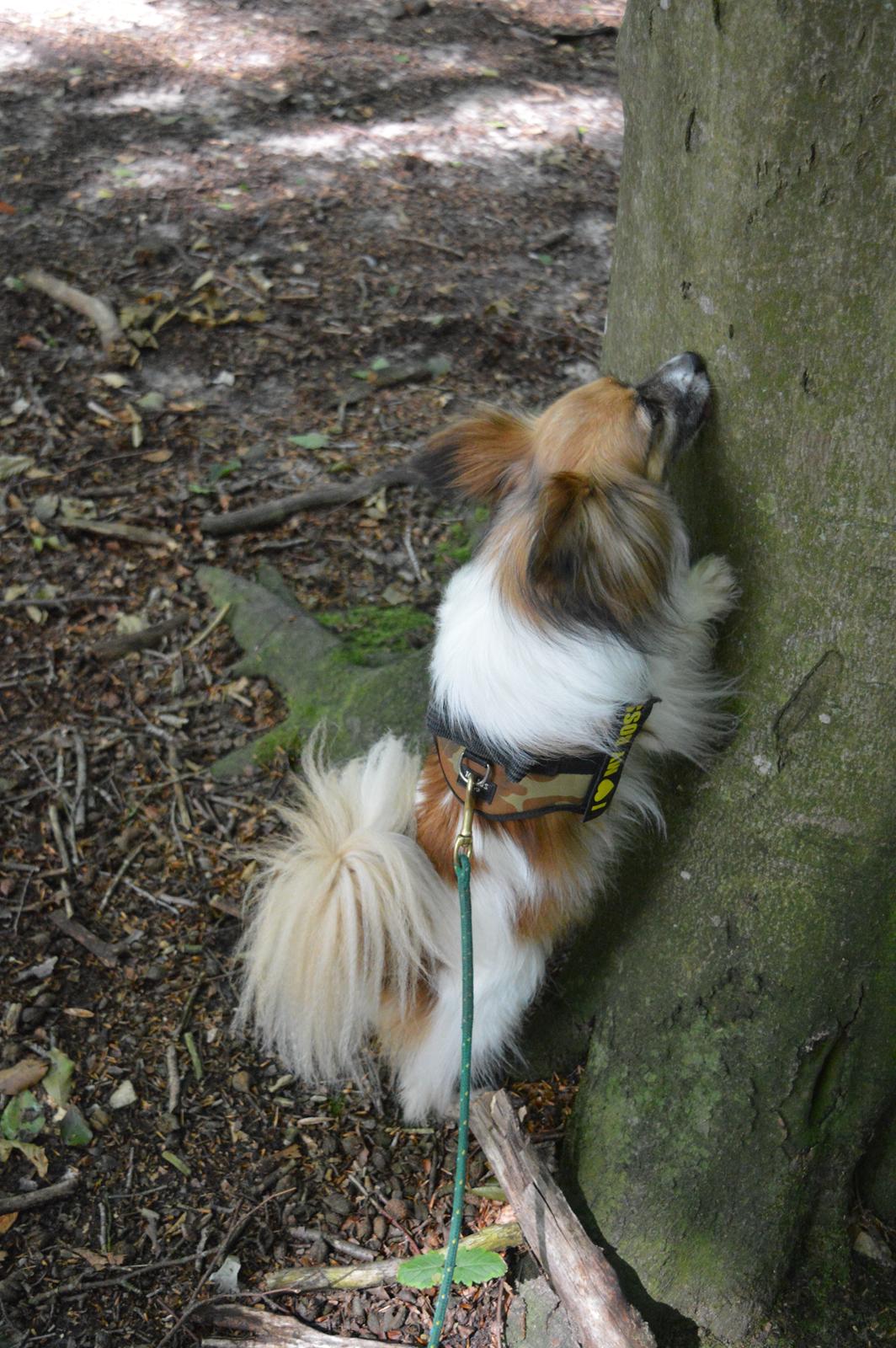 Papillon Charlie billede 32