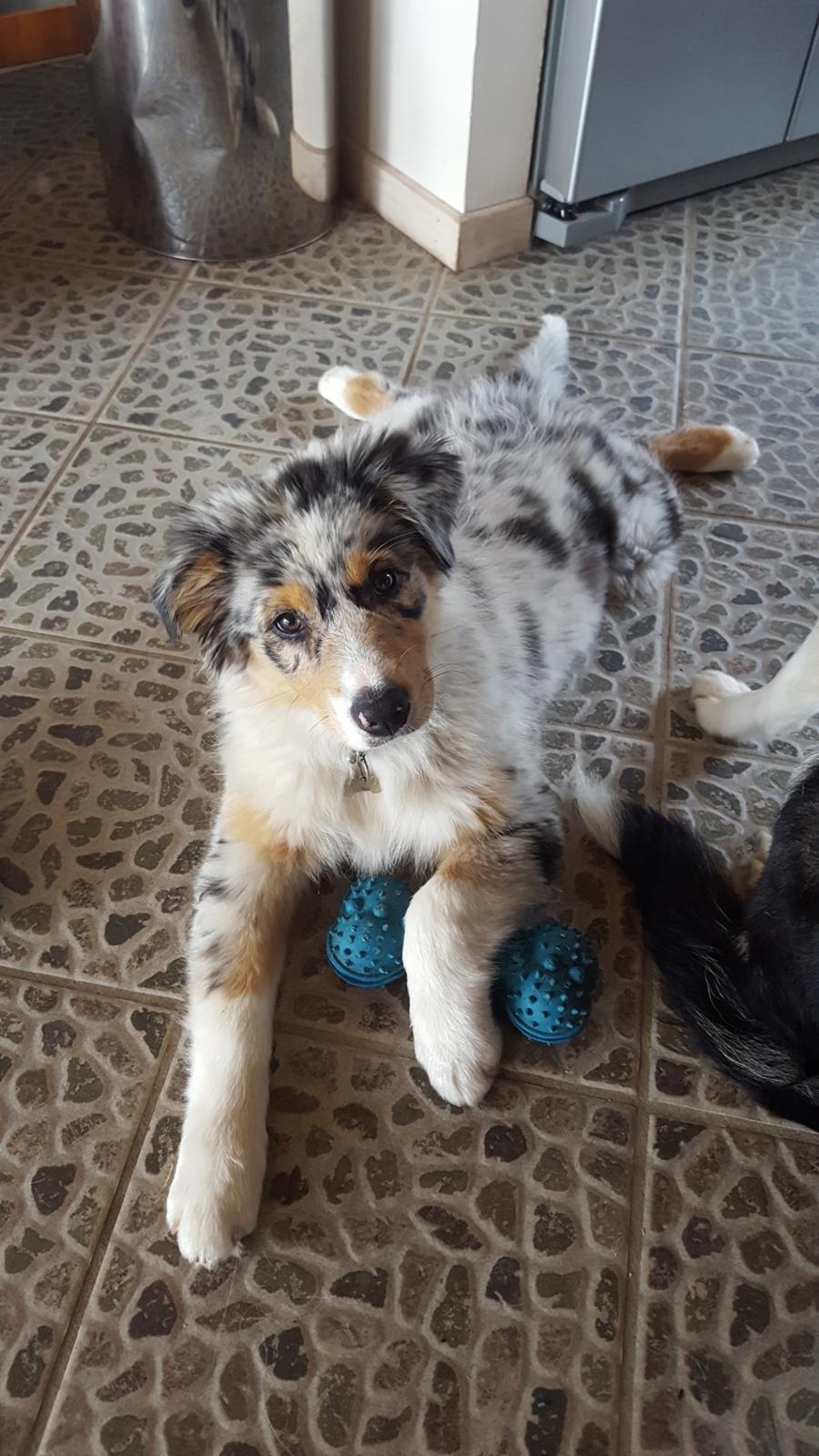 Australian shepherd Nougat billede 15