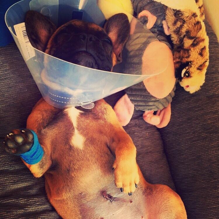 Fransk bulldog Bertha billede 41