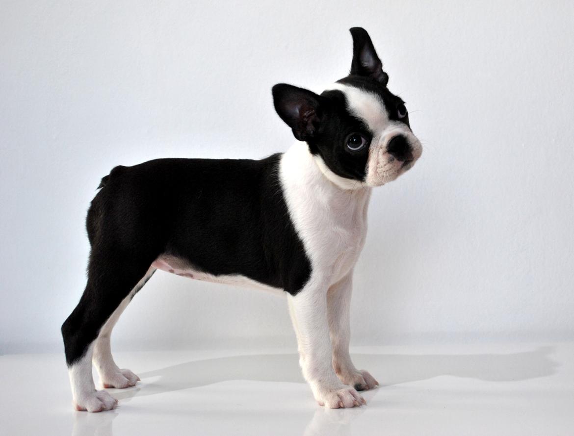 Boston terrier Melody Of Love Arwin billede 3