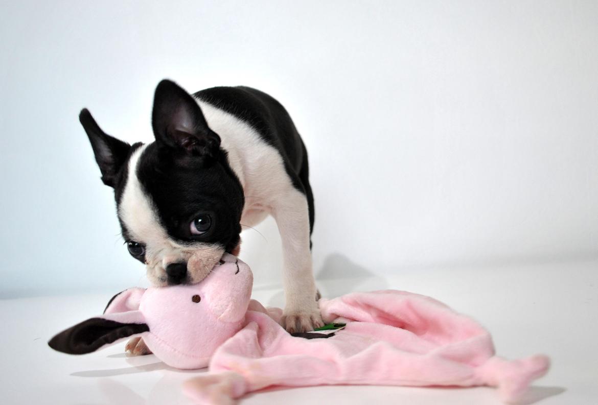 Boston terrier Melody Of Love Arwin billede 5