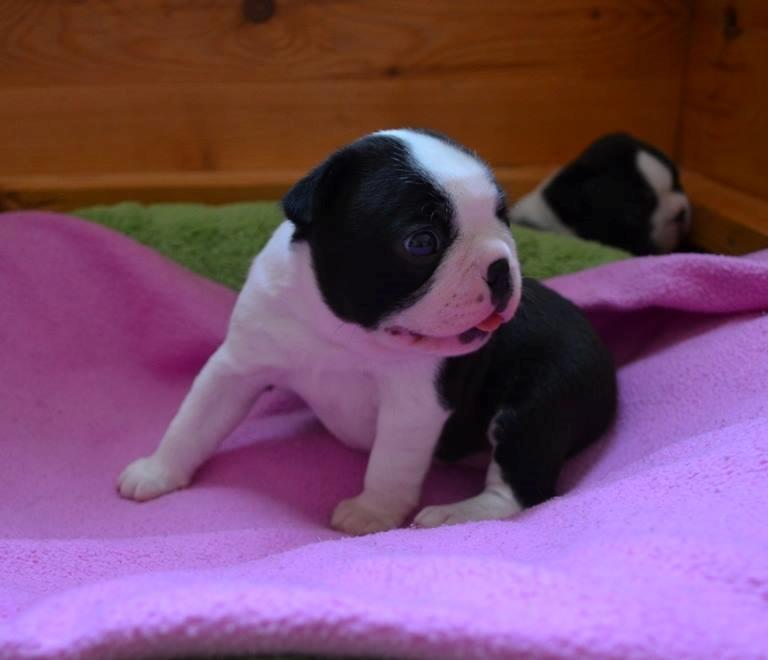 Boston terrier Melody Of Love Arwin billede 8