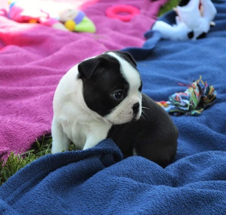 Boston terrier Melody Of Love Arwin billede 9