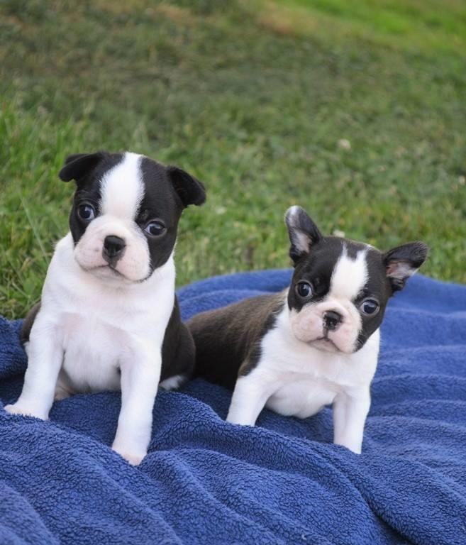 Boston terrier Melody Of Love Arwin billede 12