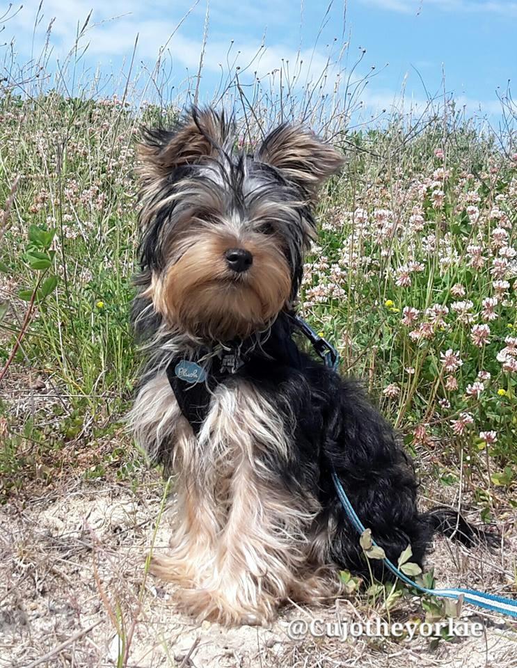 Yorkshire terrier Cujo billede 33