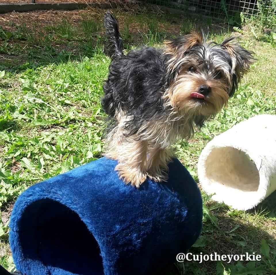 Yorkshire terrier Cujo billede 31