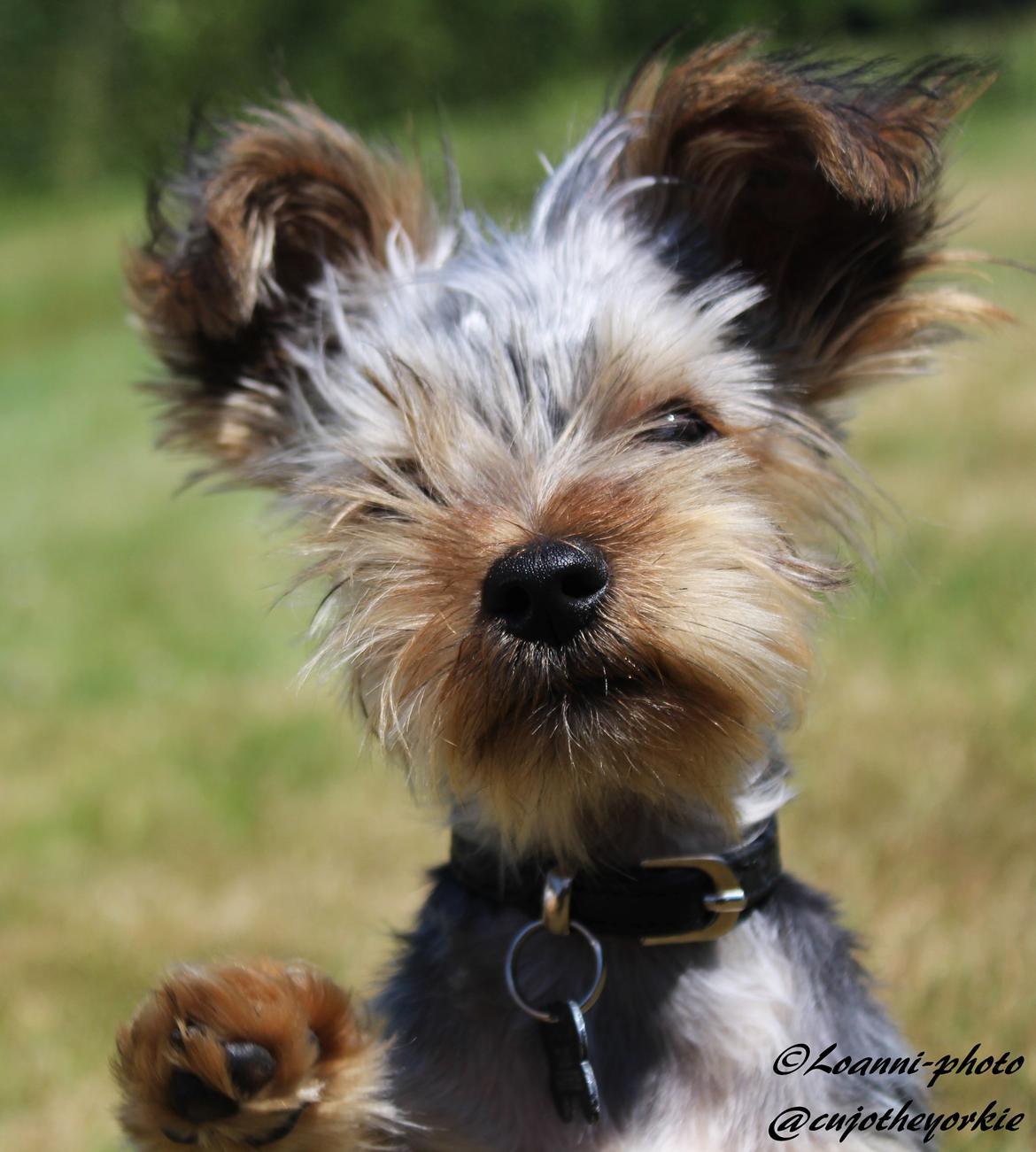 Yorkshire terrier Cujo billede 2