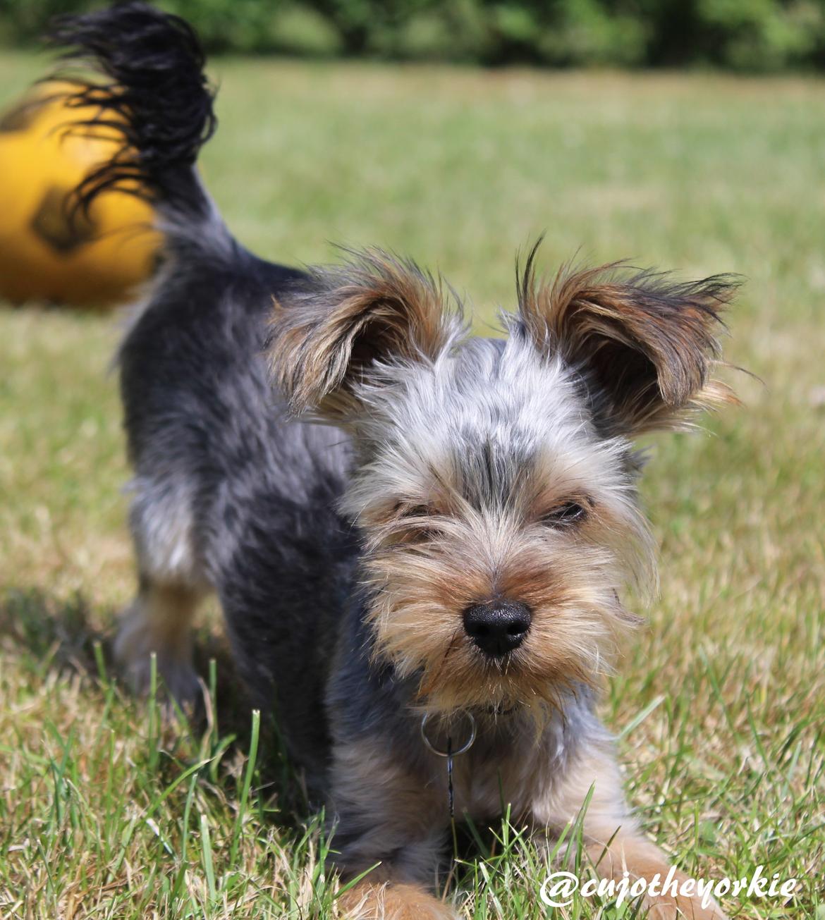 Yorkshire terrier Cujo billede 38