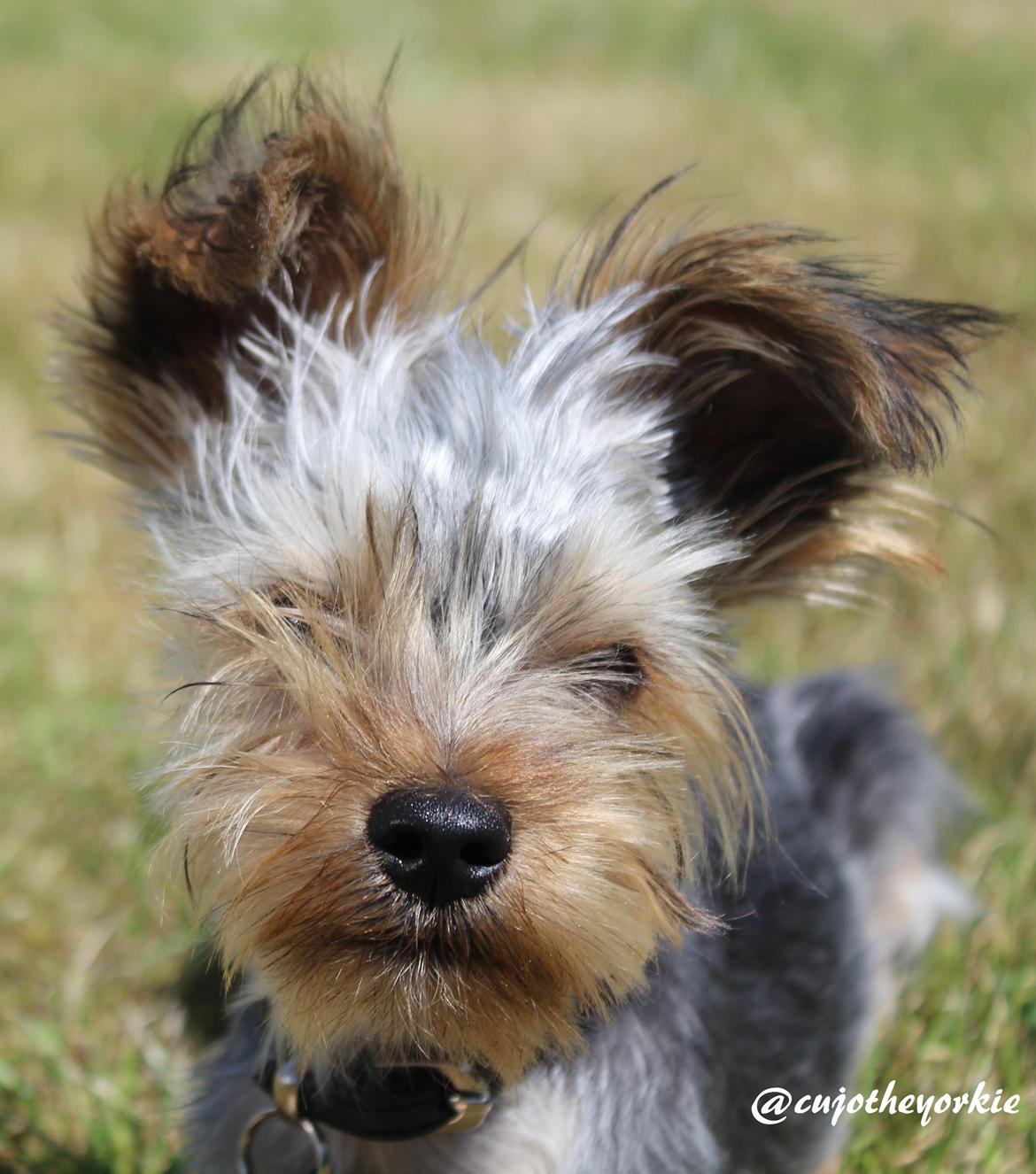 Yorkshire terrier Cujo billede 40