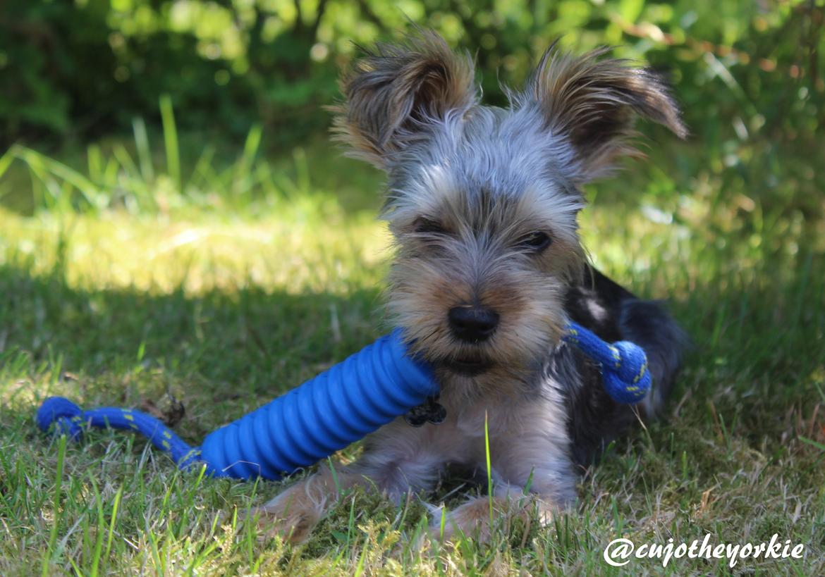 Yorkshire terrier Cujo billede 39