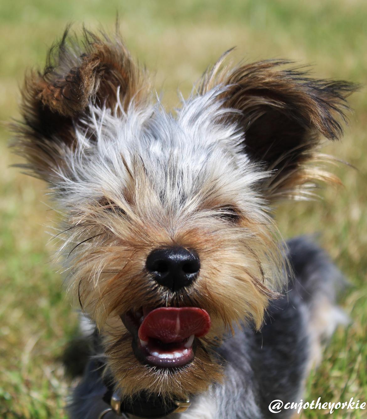 Yorkshire terrier Cujo billede 41