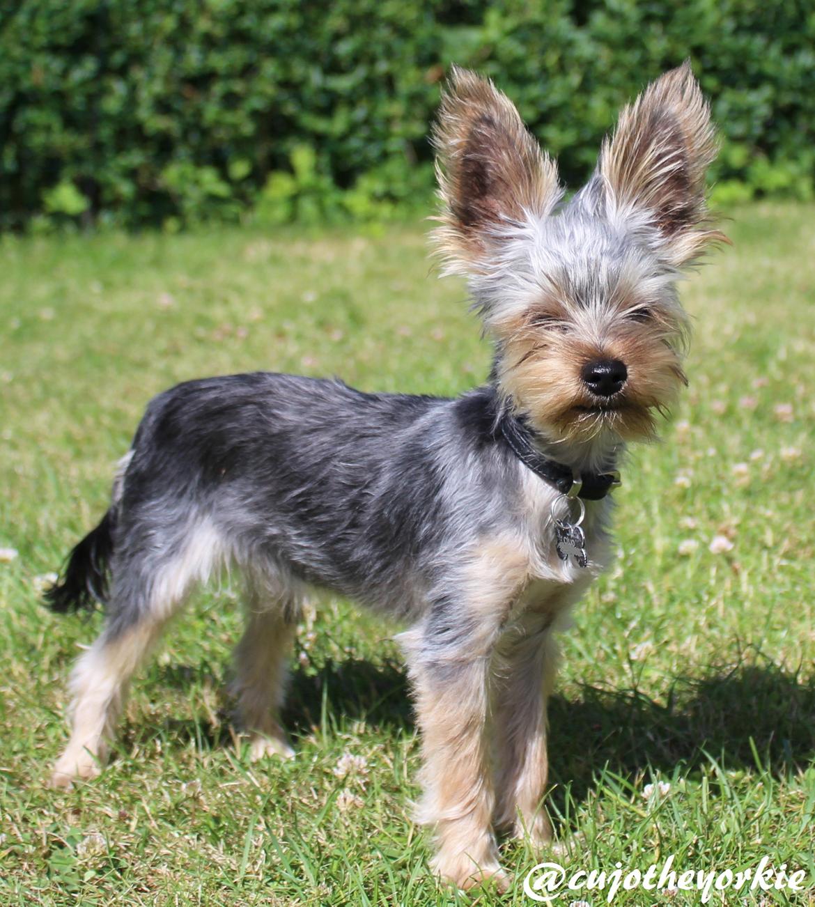 Yorkshire terrier Cujo billede 42