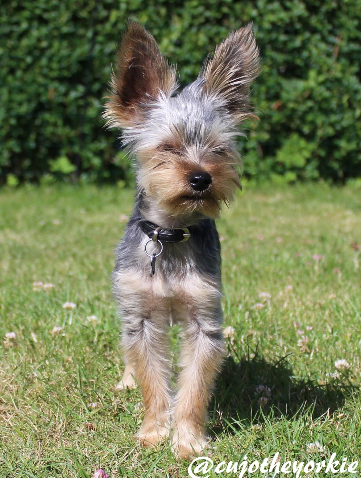 Yorkshire terrier Cujo billede 43