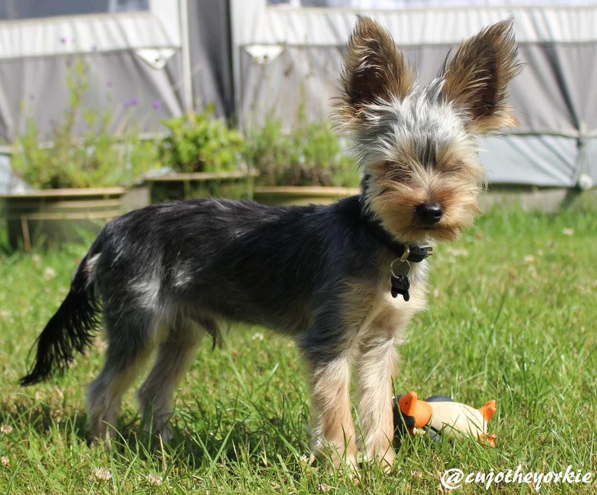 Yorkshire terrier Cujo billede 44