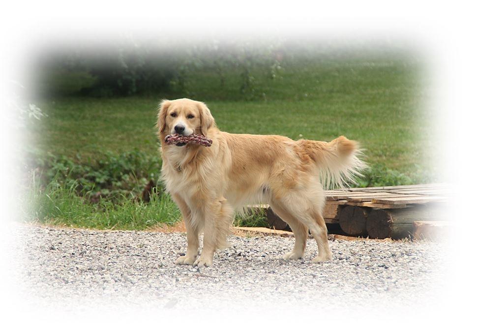 Blanding af racer Balder Himmelhund  billede 1