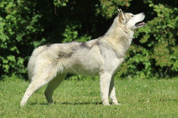 Siberian husky Lufkaz (Mesmocan 7 Cities of Gold) RIP billede 12