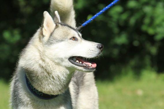 Siberian husky Lufkaz (Mesmocan 7 Cities of Gold) RIP billede 13