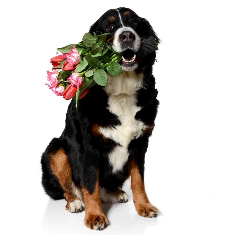 Berner sennenhund Nala *min eneste  ene* billede 29