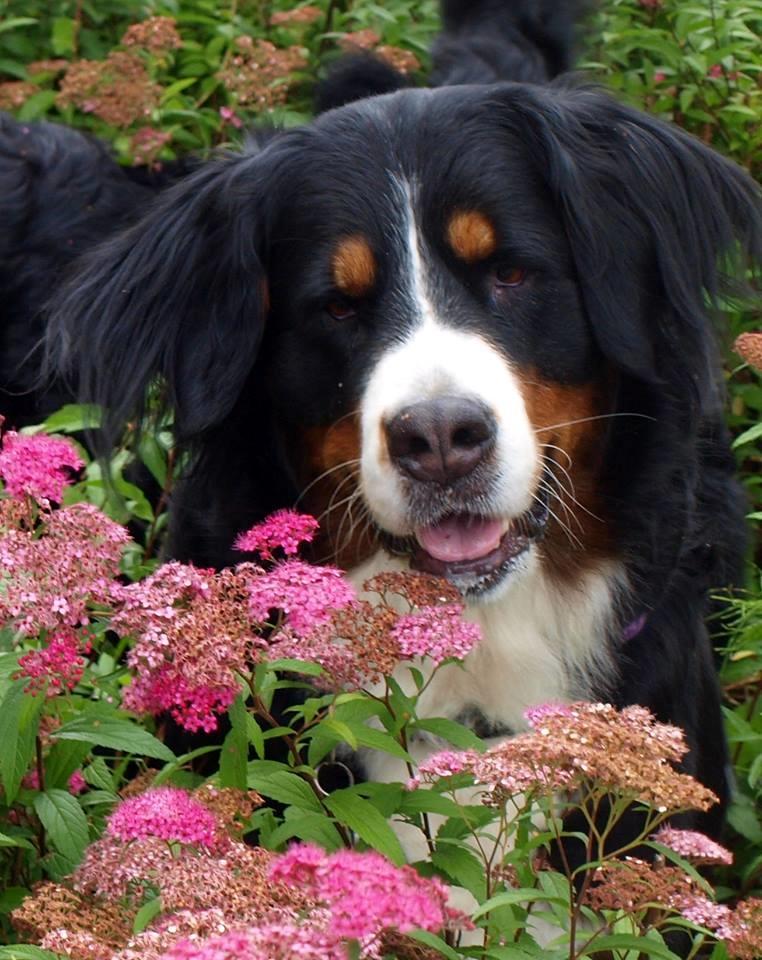 Berner sennenhund Nala *min eneste  ene* billede 30