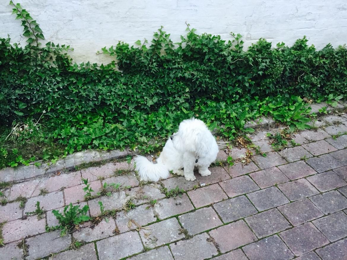 Coton de tulear Molly billede 2