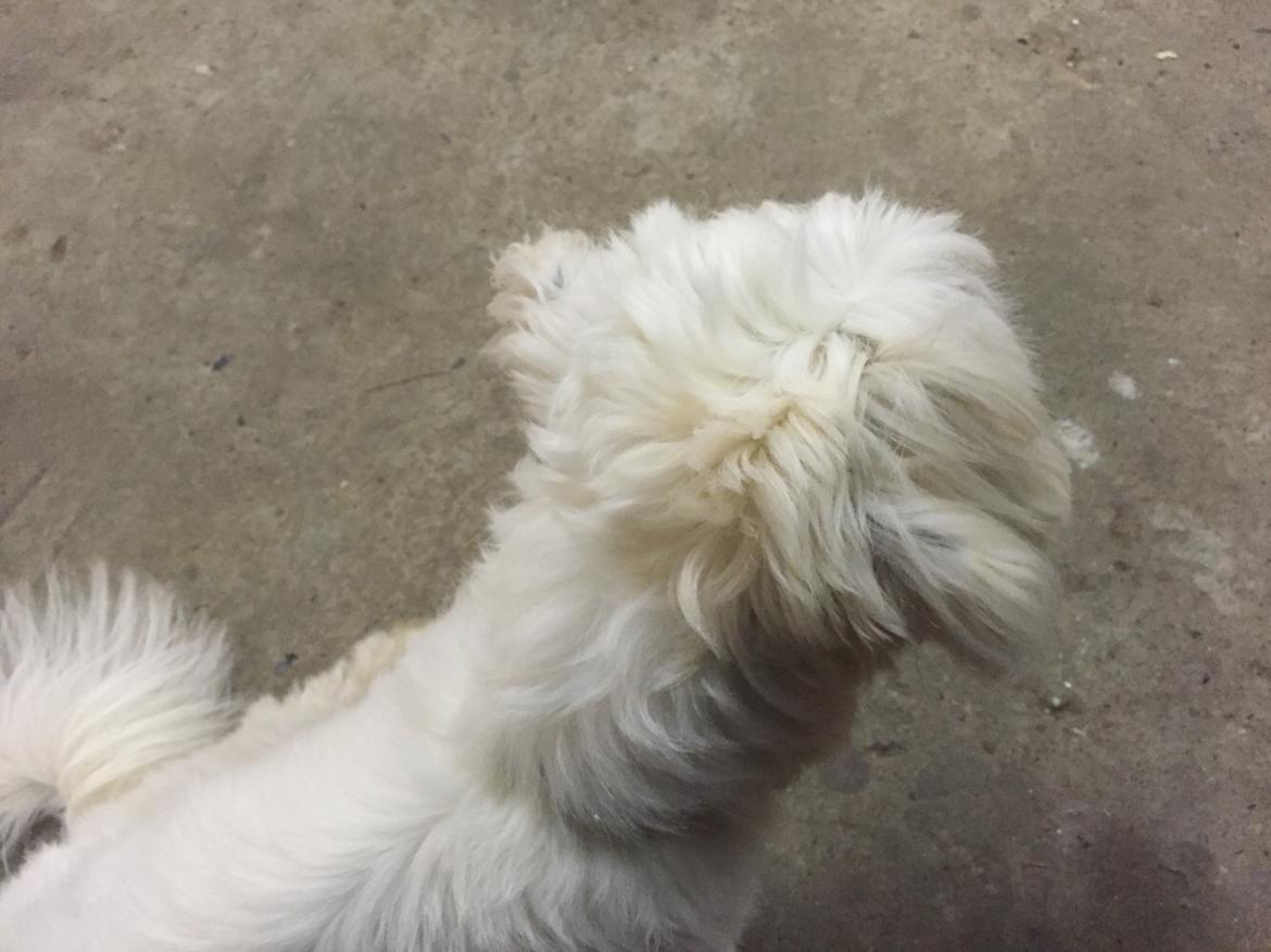 Coton de tulear Molly billede 13