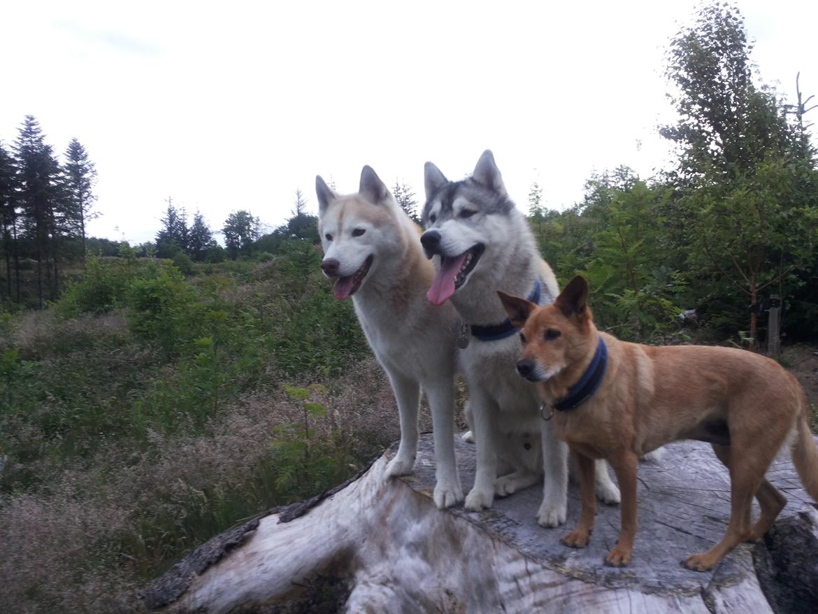 Blanding af racer Lanka RIP billede 20