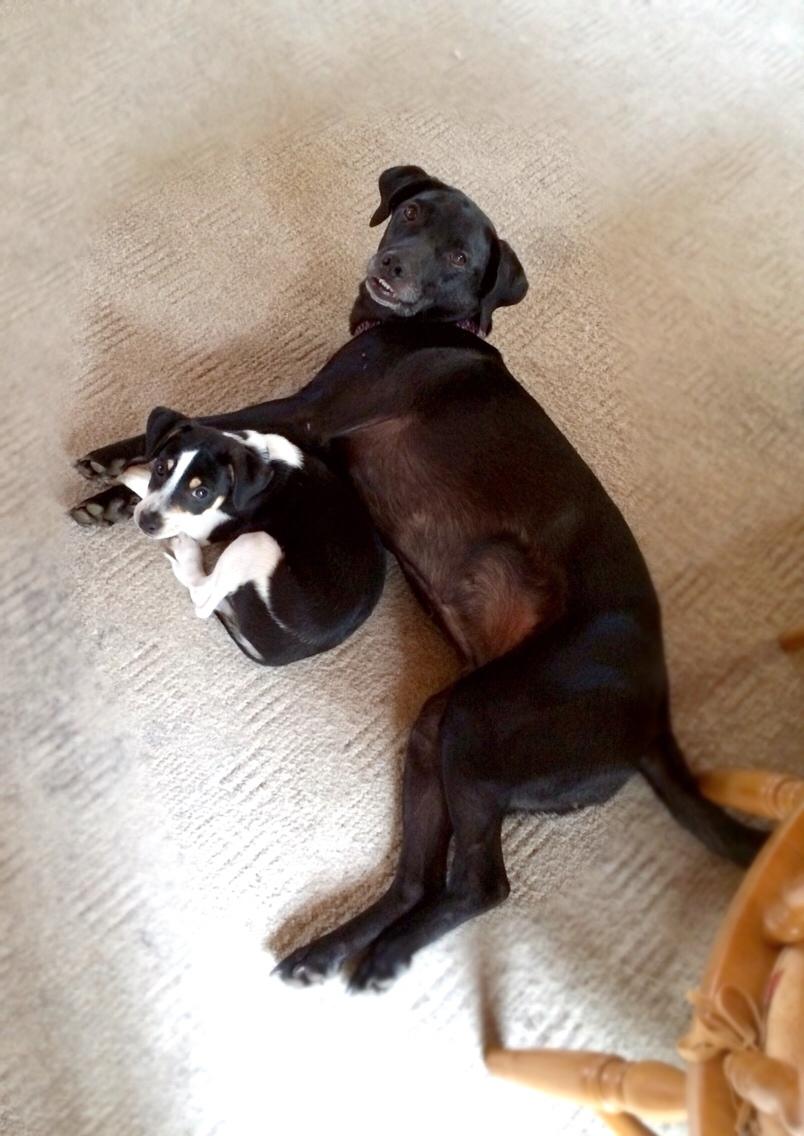 Dansk svensk gaardhund Ezio billede 20