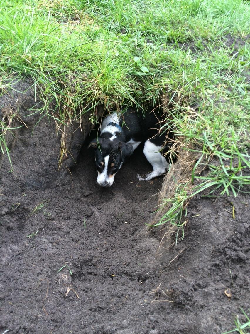 Dansk svensk gaardhund Ezio billede 19
