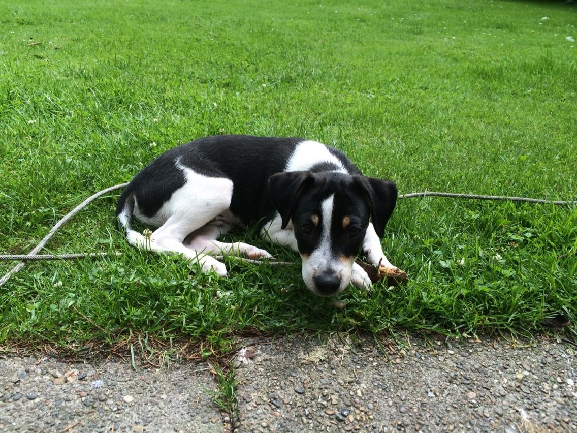 Dansk svensk gaardhund Ezio billede 21