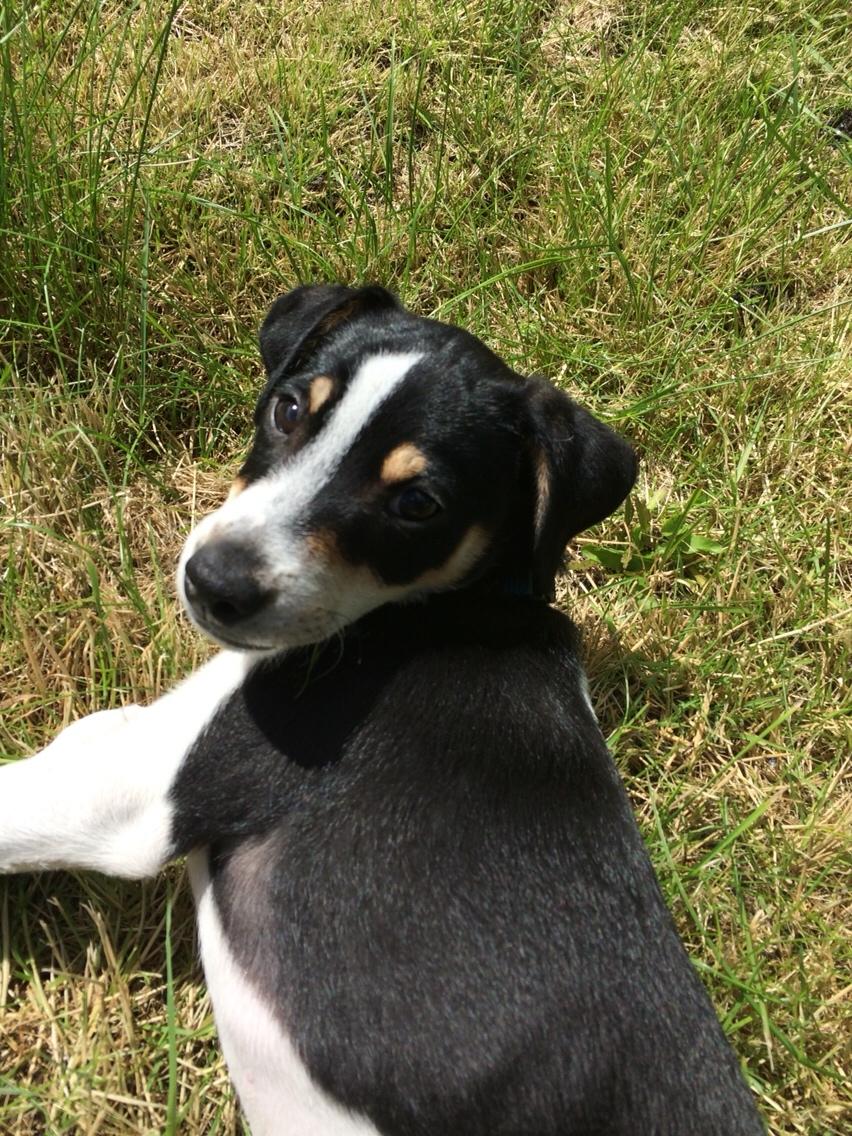 Dansk svensk gaardhund Ezio billede 22