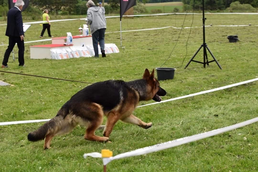 Schæferhund Vesterlund Olek billede 4